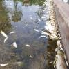 Tausende Fische sind am Wochenende in einem Altwasser Donau erstickt.