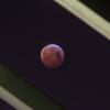 So schön präsentierte sich am Montagmorgen der Blutmond über Deutschland - sofern freie Sicht war. In Bayern störten vielerorts Wolken.