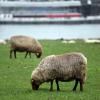 Zum Inventar des Bauernhof-Kindergartens in Sulzdorf sollen auch Schafe gehören. 