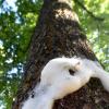 Erste Maßnahme der Gemeinde nach dem Schrecken: Der von den Raupen befallene Baum wurde mit Schaum besprüht und der Bereich im Meitinger Schlosspark abgesperrt. 