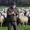 Etwa 500 Schafe gehören zur Herde, mit der Josef Hartl derzeit zwischen Pöttmes und Mühlhausen wandert. Die Sommerweiden befinden sich am Stadtwald Augsburg, zum Beispiel auf der Königsbrunner Heide, auf der Firnhaberauheide und in den Lechauen nördlich von Augsburg. 