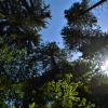 Bäume und Wälder, wie die Fuggerschen Stiftungswälder, sind unverzichtbar für ein gutes Klima, denn sie nehmen das Treibhausgas CO₂ auf und setzen Sauerstoff frei. Doch der Klimawandel hat auch dort seine Auswirkungen.
