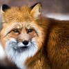 Rotfuchs im bayerischen Poing: Fuchsbandwürmer leben im Darm von Fleischfressern, in Europa vor allem von Rotfuchs, Marderhund und seltener auch bei Hund und Katze.