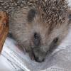 Auch wenn Igel sehr putzig aussehen, sollte man bedenken, dass sie Wildtiere sind und nur im äußersten Notfall aus ihrem Revier gerissen werden dürfen.