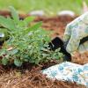 Viele Pflanzen fühlen sich unter einer Mulchschicht wohl. Welche Vorteile Mulch für Ihren Garten hat, erfahren Sie hier.