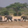 Eine Elefantenherde ist im Hwange-Nationalpark auf der Suche nach Wasser. Der beschränkte Zugang zu Frischwasser könnte eine Ursache für den sinkenden Elefantenbestand sein.