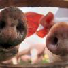 Vor den Olympischen Spielen in Sotschi warnt der Bayerische Bauernverband vor dem Einschleppen der Schweinepest. 