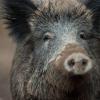 Wildschweine finden in unseren Breiten fast ideale Lebensbedingungen, dementsprechend viele gibt es. Wegen der Schweinepest sollen die Tier jetzt verstärkt bejagt werden.