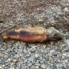 Spaziergänger haben am Montag wieder tote Karpfen am Mandichosee gefunden.