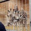 Seit dem Tod von Luna Anfang Februar gibt es viel Kritik am Augsburger Zoo.
