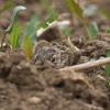 Junge Feldhasen verstecken sich jetzt in Wald und Flur. Nicht nur frei laufende Hunde stellen eine Gefahr für sie dar. 