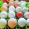 In Eiern aus einer privaten Hühnerhaltung im Neuburger Ortsteil Rosing ist die giftige Chemikalie PFC nachgewiesen worden.