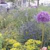 Den Stauden und Bäumen in den Beeten an der äußeren Ludwigstraße in Friedberg setzen heiße und trockene Sommer zu.