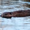 Mit seinem dichten Fell und dem markanten Schwanz ist der Biber bestens ausgestattet für ein Leben im Wasser. Seine Dämme sind allerdings ein häufiges Ärgernis für Menschen.  