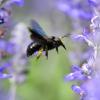 Eine Holzbiene im Anflug auf eine Salbeiblüte. Die Holzbienen sind eine solitär lebende Wildbienenart, die ihre Nistplätze in abgestorbenen, sonnenbeschienenen Baumstämmen, die noch nicht zu morsch sind, anlegt. (Symbolfoto)