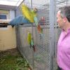 Der Burgauer Josef Guhm züchtet seit etlichen Jahren erfolgreich Papageien. Über 150 Tiere leben derzeit in der Aufzuchtstation am Rande der Markgrafenstadt. In den Freivoglieren haben die Vögel etwas Platz zum Fliegen und können sich in ihr Schutzhaus zurückziehen.