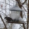 Viele Vogelfreundinnen und -freunde stellen im Winter Vogelhäuschen auf und freuen sich, die Tiere (hier ein Spatz) zu beobachten. Der Bund Naturschutz rät darüber hinaus, vor allem auf eine naturnahe Gestaltung des Gartens zu achten.