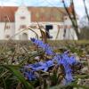 Blausterne blühen vor der Kulisse von Schloss Grünau, dem Sitz des Aueninstitutes. 
