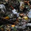 Plastikmüll in der Biotonne stört die Kompostierung und sorgt für enorme Kosten. Nun will der Abfallwirtschaftsbetrieb dagegen vorgehen. 	
