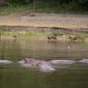 Nilpferde schwimmen in einem der Seen des Parks «Hacienda Napoles». Die Nilpferde, die der Drogenbaron Pablo Escobar nach Kolumbien brachte, breiten sich immer weiter aus.