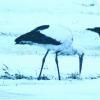 Selbst Eis und Schnee schrecken den Weißstorch nicht. Solange die Schneedecke nicht über längere Zeit hinweg geschlossen ist, finden die Großvögel auch hierzulande noch genügend Nahrung. Vermehrt sparen sich die Störche daher die Reise in den Süden.  	