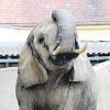 Die Elefantenkuh Sabi gestern Nachmittag im Zoo. 