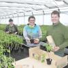 Tomatenpflanzen werden derzeit von Oberndorf in ganz Deutschland verschickt. Von links: Helga Nickisch, Marianne und Otto Uhl.