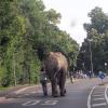 Ein Elefant ist in Neuwied aus einem Zirkus ausgebüxt und durch die Stadt spaziert. 