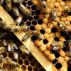 Giftiges Klima unter Bienenexperten