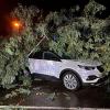 Ein umgestürzter Baum liegt nach einem Unwetter auf einem Auto.