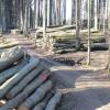 Massenhaft eingeschlagene Baumstämme: So viel Holz wird im Osterberger Wald künftig nicht mehr gemacht. Dagegen sind Aufforstungen geplant.  