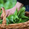 Oft sieht Bärlauch den Blättern von Maiglöckchen und Herbstzeitlosen sehr ähnlich. Wie können die Pflanzen unterschieden werden?