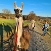 Belohnung am Feierabend: ein Lama-Spaziergang mit Gino und Sirius.