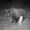 Dieses Foto von einem Braunbären machte eine Wildtierkamera im Klausenwald bei Reutte in Tirol.