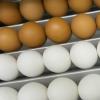 Ob ein Ei braun oder weiß ist, entscheidet die Ohrläppchenfarbe der Henne. 