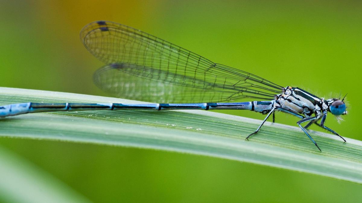 Insekten Das Gro E Schrumpfen Begann Vor Millionen Jahren