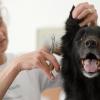 Retriever Matti bekommt in einem Hunde-Salon das Fell kurz geschnitten. Hundefriseure dürfen in Nordrhein-Westfalen wieder öffnen. Eine Hundefriseurin aus Emsdetten hatte geklagt.