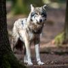 In Aichach-Friedberg treibt sich wohl ein Wolf herum. Nun wird diskutiert, ob man das Tier töten soll.