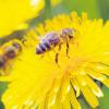Spät dran: Die Honigbiene schien ihre Frühlingsaktivität heuer verschlafen zu haben. Wissenschaftler erklären das mit dem Klimawandel. Obwohl der europäische Frühling immer früher beginnt, fliegen die Bienen nicht früher aus. 