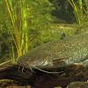 Der Rekordfisch in bayerischen Gewässern ist der Wels. Er wird sogar bis zu 2,5 Meter lang, über 100 Kilo schwer und über 80 Jahre alt. Er kommt in Donau, Main und Seen vor.
