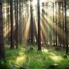 Gute Nachrichten für den Klimaschutz: Der Wald wächst schneller als er abgeholzt wird.