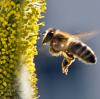 Im Landkreis Aichach-Friedberg beteiligte sich jeder Fünfte am Volksbegehren "Rettet die Bienen".