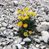 Karl Heiligmann fotografierte den Alpenmohn bei einer Bergtour in den Dolomiten bei Rosengarten-Tour.