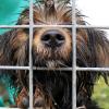 Das Tierheim Beckstetten nimmt nur Fundtiere aus Gemeinden auf, welche die geforderte Pauschale bezahlen. Der Rest landet bei den Bürgermeistern vor der Haustür.