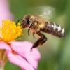 Grüne fordern von GroKo-Verhandlern Einsatz für Bienen in EU