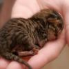 Mit kranken, verletzten oder unterernährten Katzen hat häufig das Tierheim Thannhausen zu tun. Mit einer Katzenschutzverordnung soll das Leid der Tiere reduziert werden.
