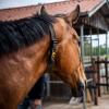 Ein Pferd ist von Unbekannten in einem Stall bei Königsmoos verletzt worden.