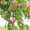 An den Bäumen und Sträuchern hängen im Herbst zur Erntezeit jede Menge reife Früchte. Sind sie Allgemeingut oder wäre es Mundraub, sie zu essen? Das hängt davon ab, wo die Bäume stehen.