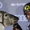 Die Sieger des Slaloms in Levi bekommen traditionell ein Rentier geschenkt. Marcel Hirscher fügte seiner kleinen Herde am Sonntag ein weiteres Tier hinzu. 	