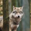Schön, aber auch gefürchtet: der Wolf. In Bayern wird er immer häufiger gesichtet. 
